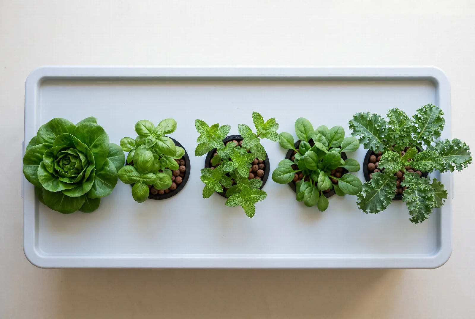 Lettuce, basil, mint, spinach and kale growing side by side in black net pots set into a white hydroponic tray.