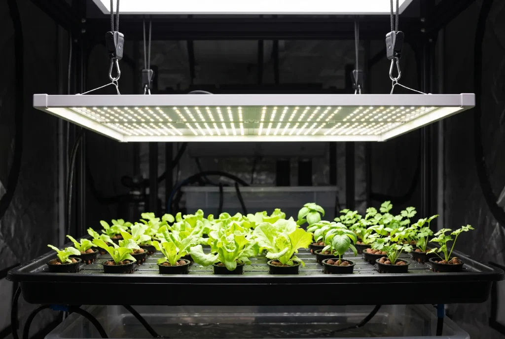 A flat white LED grow light panel suspended on ratchet hangers above a tray of young lettuce and herb seedlings, casting an even pool of light across them.