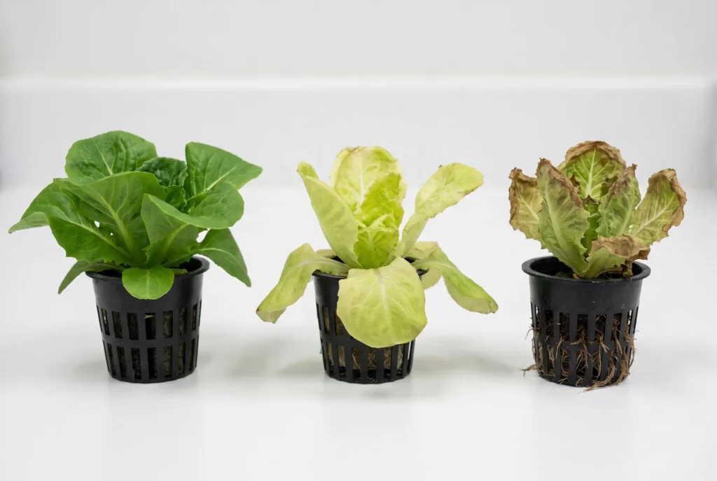 Three lettuce plants side by side on a white surface: one healthy and deep green, one with pale yellowing outer leaves, and one with brown crisping leaf edges and discoloured roots.