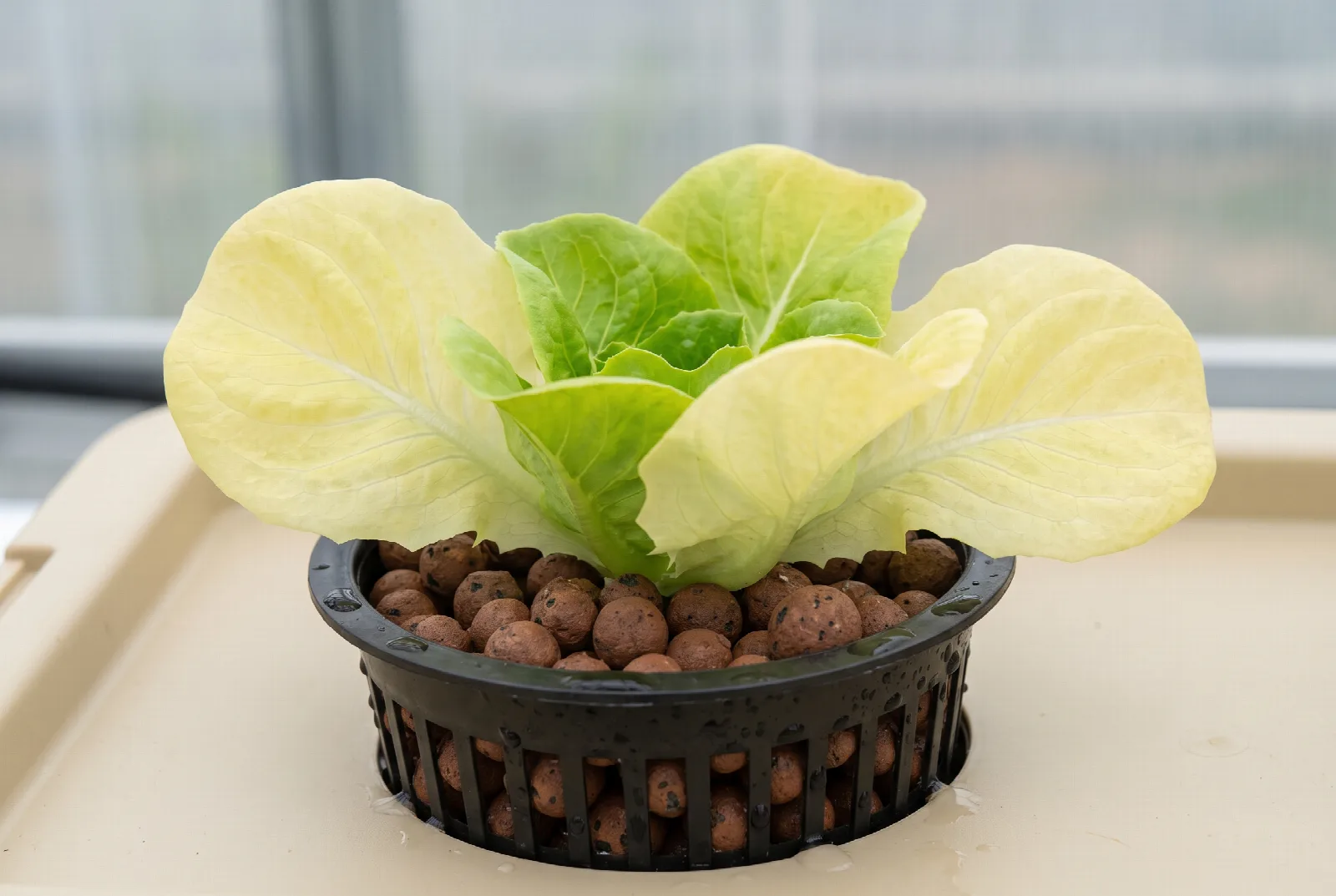 A hydroponic lettuce plant whose outer older leaves have turned pale yellow while the inner leaves stay green, the classic sign of nitrogen deficiency.